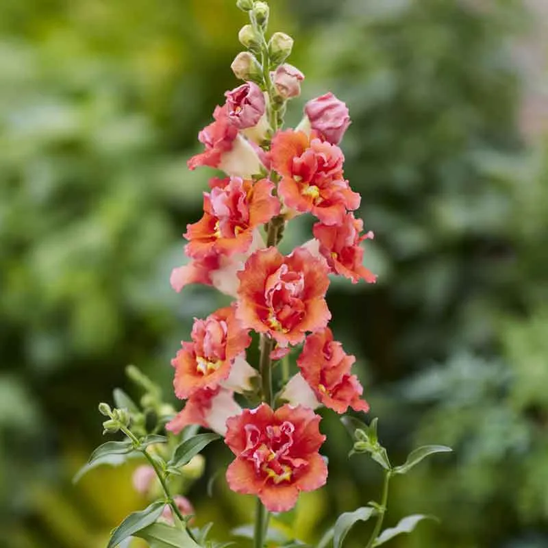 VEGSOW Snapdragon Seeds - DoubleShot Orange Bicolor