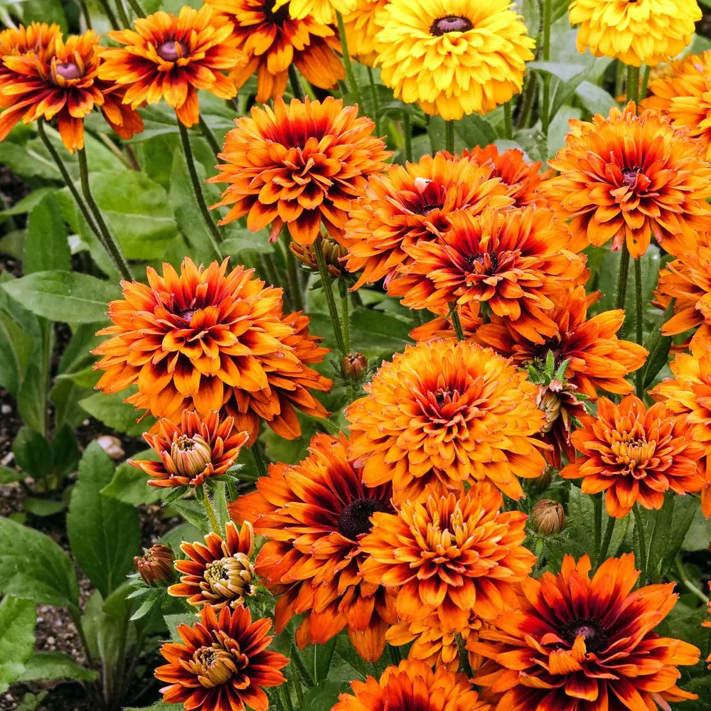 VEGSOW Black Eyed Susan Seeds - Cherokee Sunset Rudbeckia Hirta