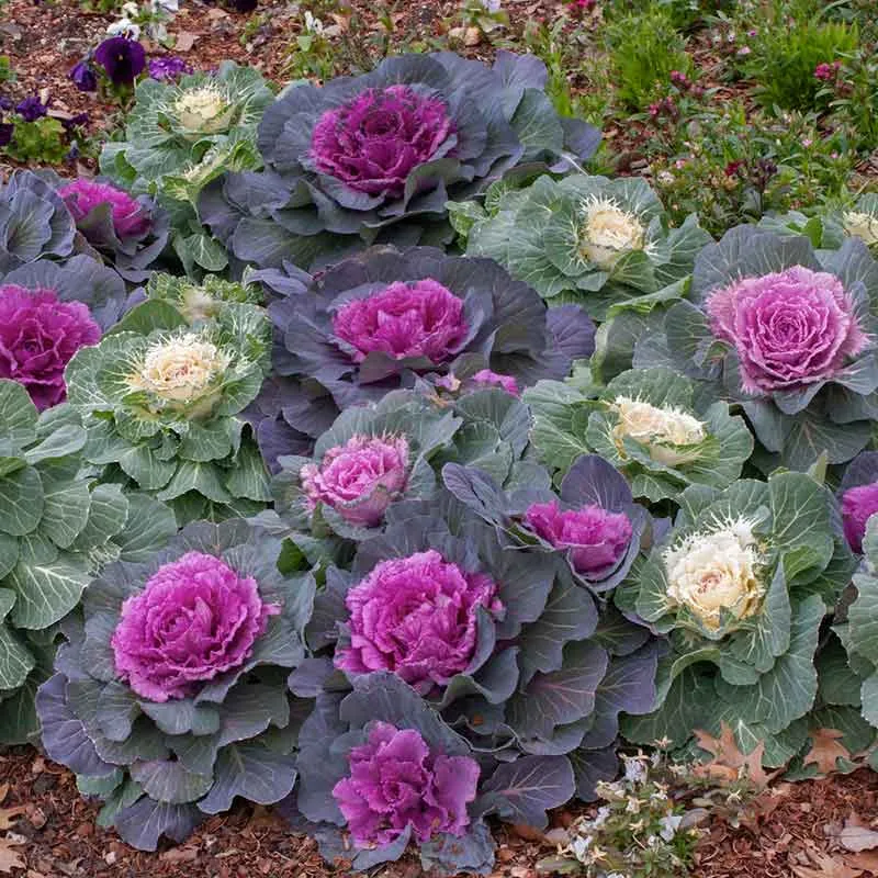 VEGSOW Ornamental Kale Seeds - Vibrant Mix for Fall and Winter Landscapes