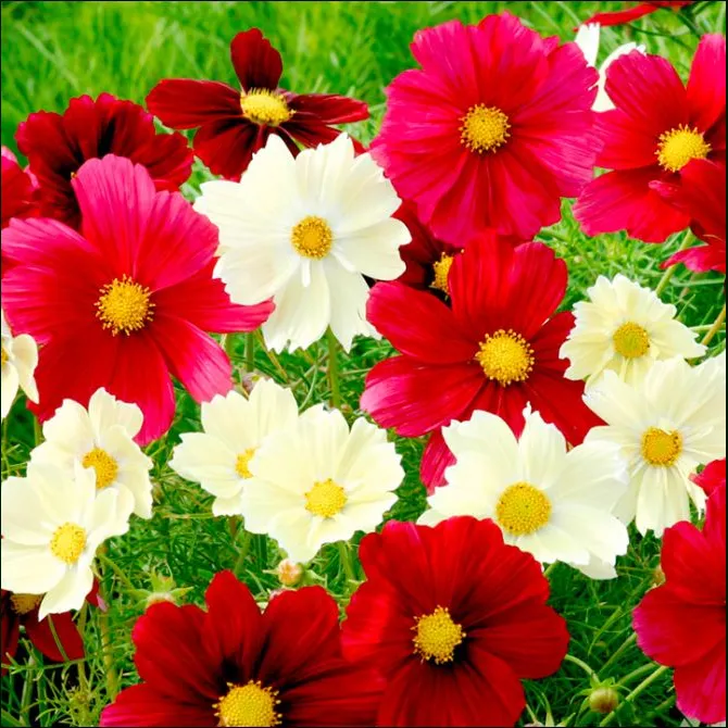 VEGSOW Cosmos Seeds - Rubies Sunshine Mix - Tall Annual Flower Seeds
