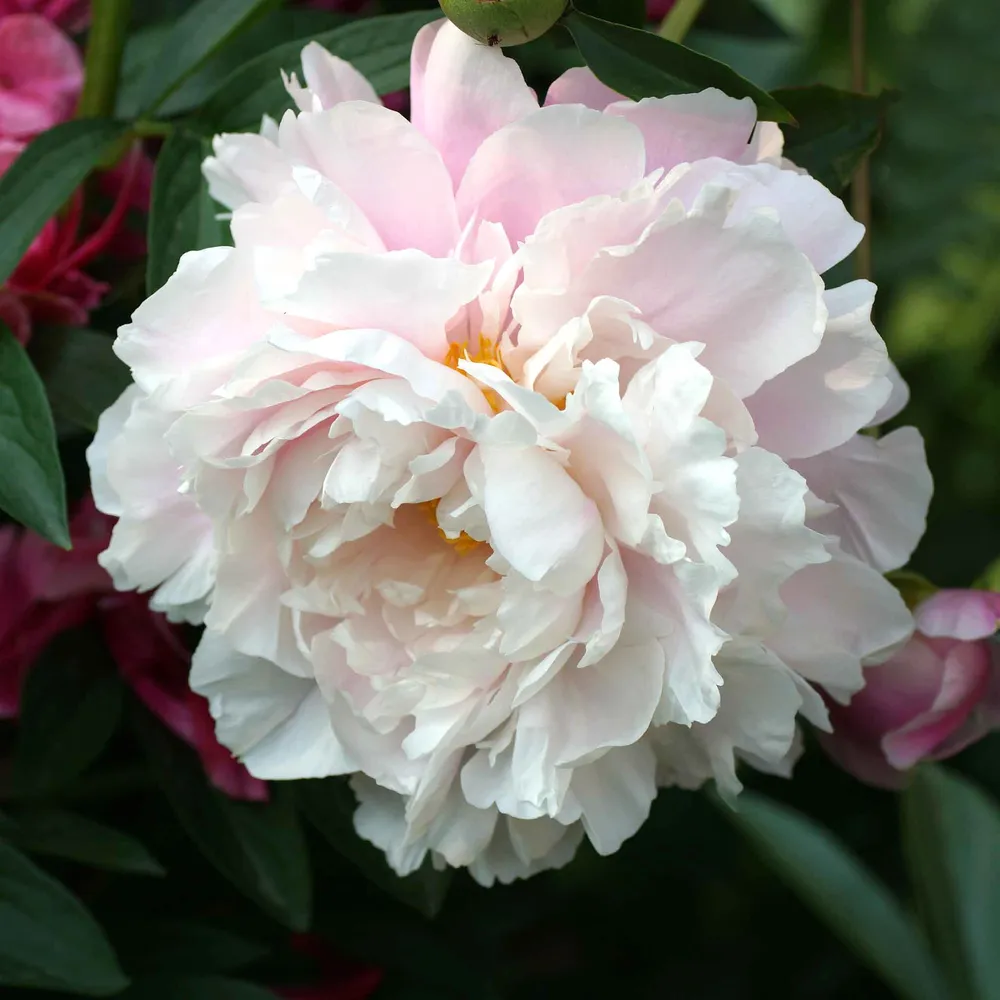 VEGSOW Peony Roots - Morning Kiss