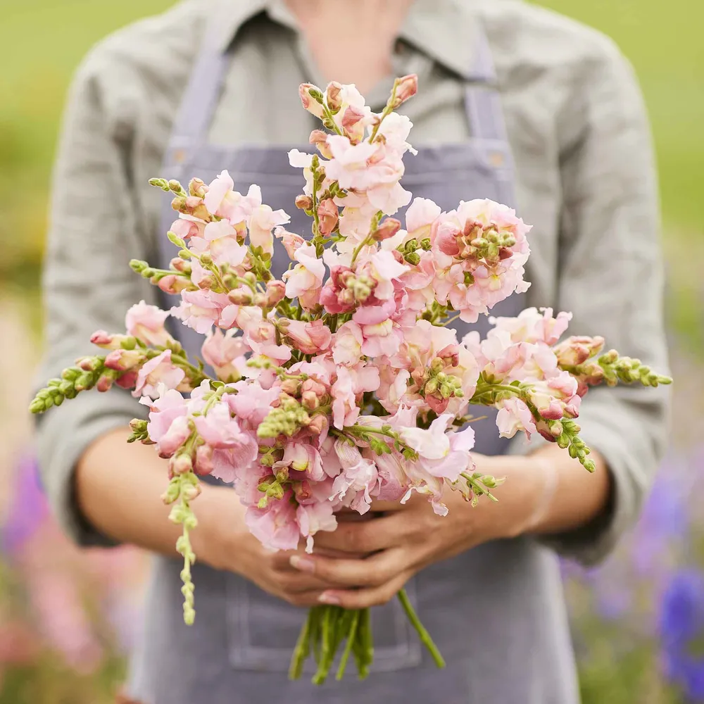 VEGSOW Snapdragon Seeds - Appleblossom