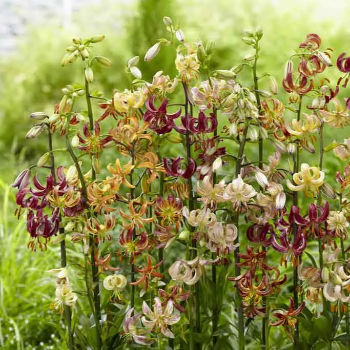 VEGSOW Martagon Lily Bulbs - Mixed Variety Perennial Flower Bulbs