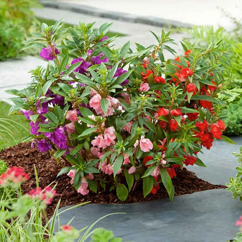 VEGSOW Impatiens Seeds - Bush Mixed Variety