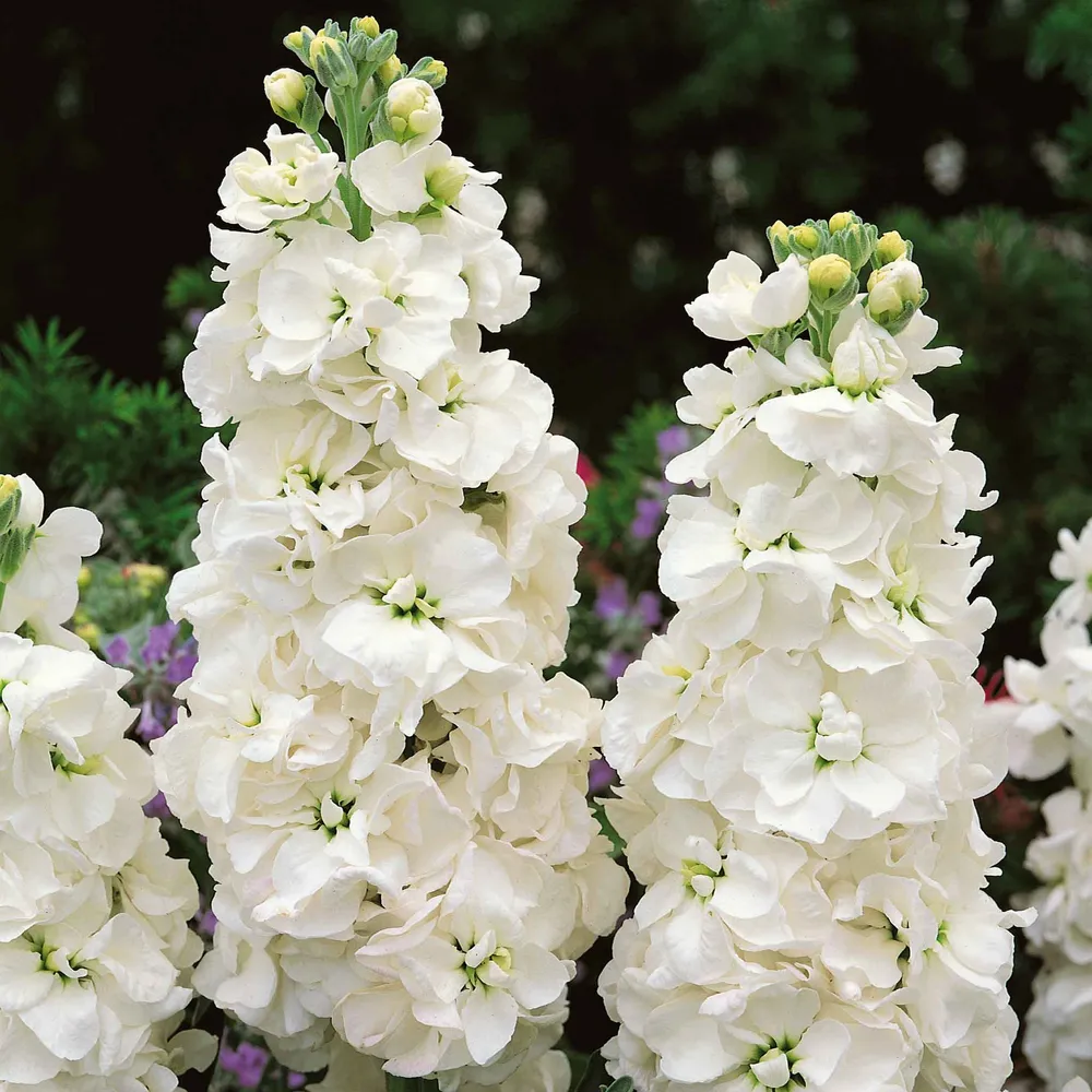VEGSOW White Goddess Stock Seeds - Premium Flower Planting Seeds