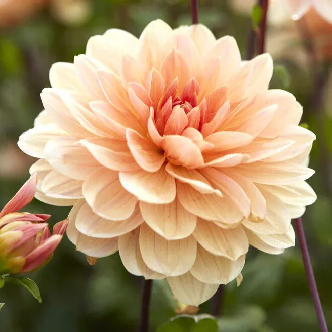 VEGSOW Apricot Desire Waterlily Dahlia Tubers