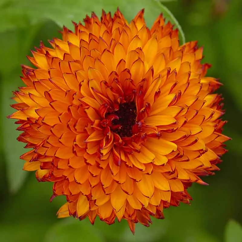 VEGSOW Neon Calendula Seeds - High Germination Heirloom Flower Seeds