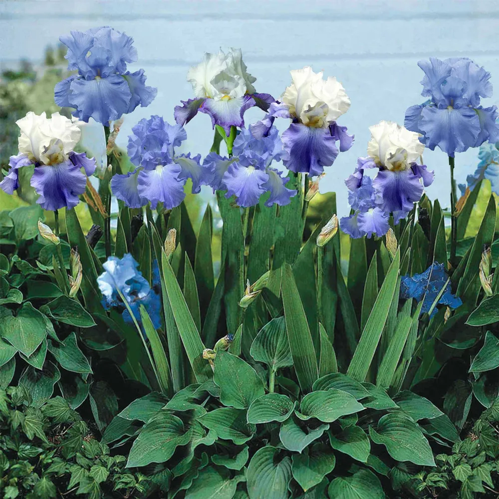 VEGSOW Bearded Iris Bulbs - Blue Mix Perennial Rhizomes
