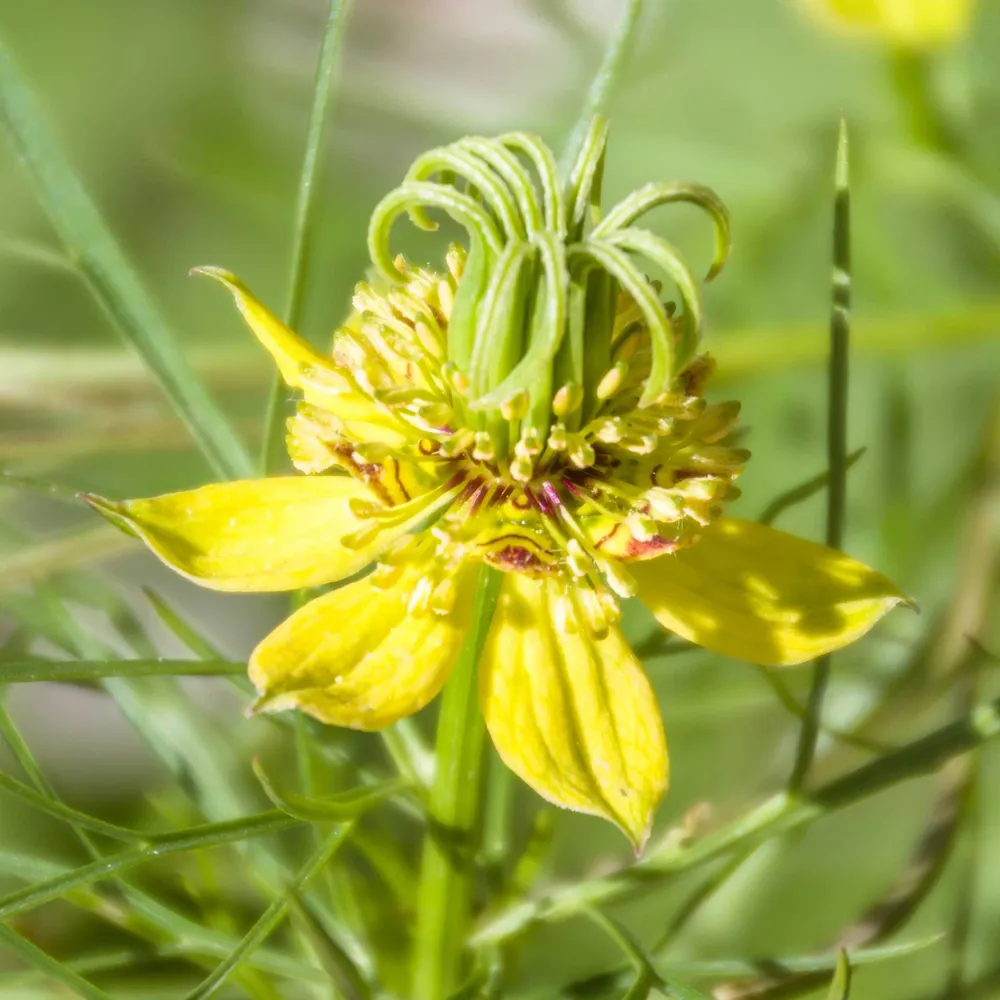 VEGSOW Love in a Mist Seeds (Nigella Damascena) - Heirloom Flower Garden Seeds