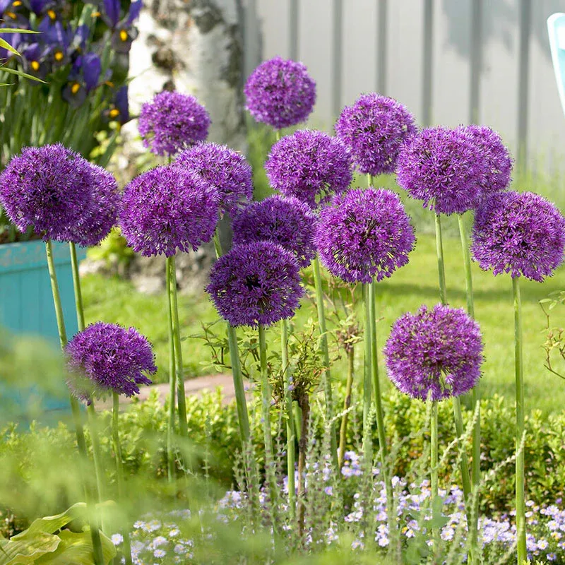 VEGSOW Purple Sensation Allium Bulbs - Tall Ornamental Flowering Bulbs