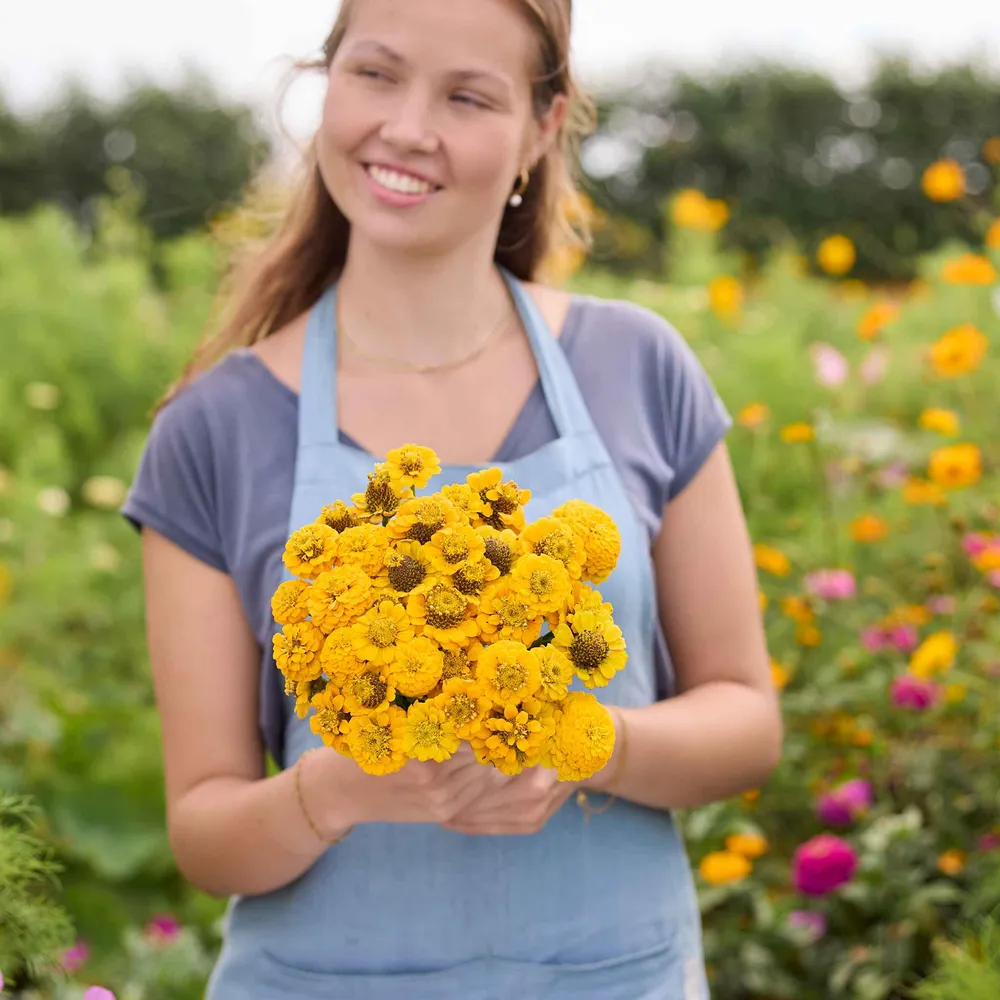 VEGSOW Zinnia Seeds - Lilliput Yellow