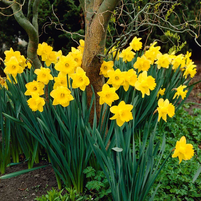 VEGSOW Dutch Master Trumpet Daffodil Bulbs - Classic Spring Flowering Perennials