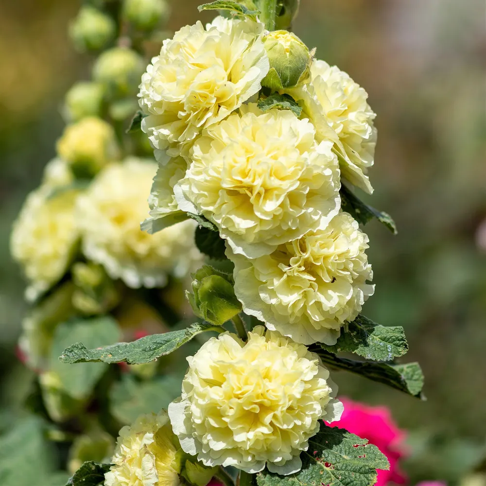 VEGSOW Majorette Double Yellow Hollyhock Seeds - Heirloom Floral Garden Seeds