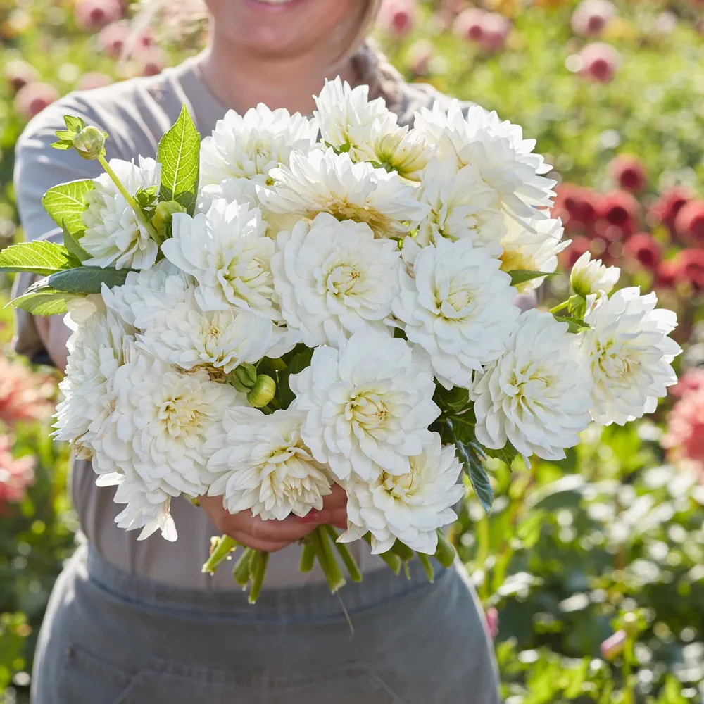 VEGSOW Decorative Dahlia Tubers - White Swan Variety