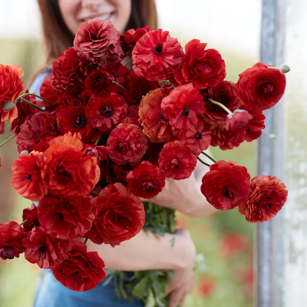VEGSOW Chocolate Ranunculus Bulbs - Dark Brown Persian Buttercup Corms