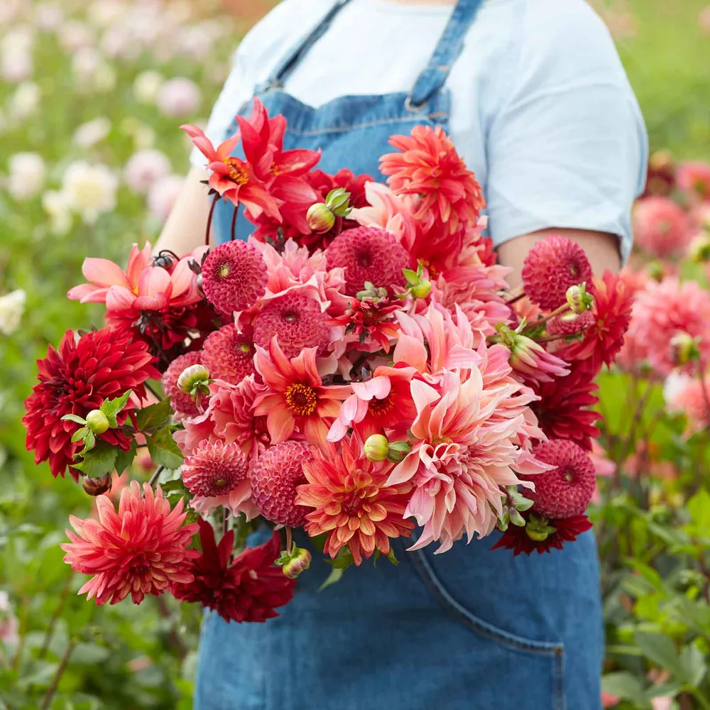VEGSOW Dahlia Tubers - Strawberry Fields Mix
