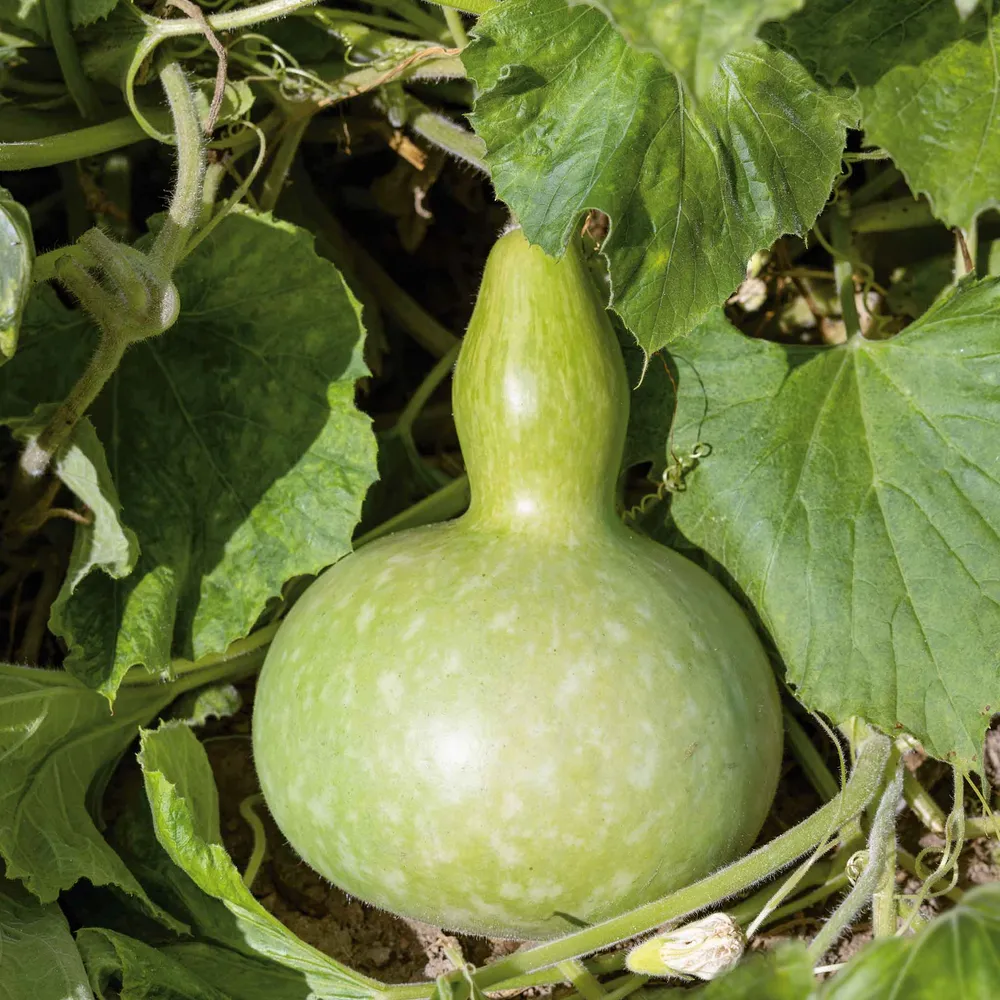 VEGSOW Giant Bottle Gourd Seeds - Heirloom Vegetable Planting Seeds