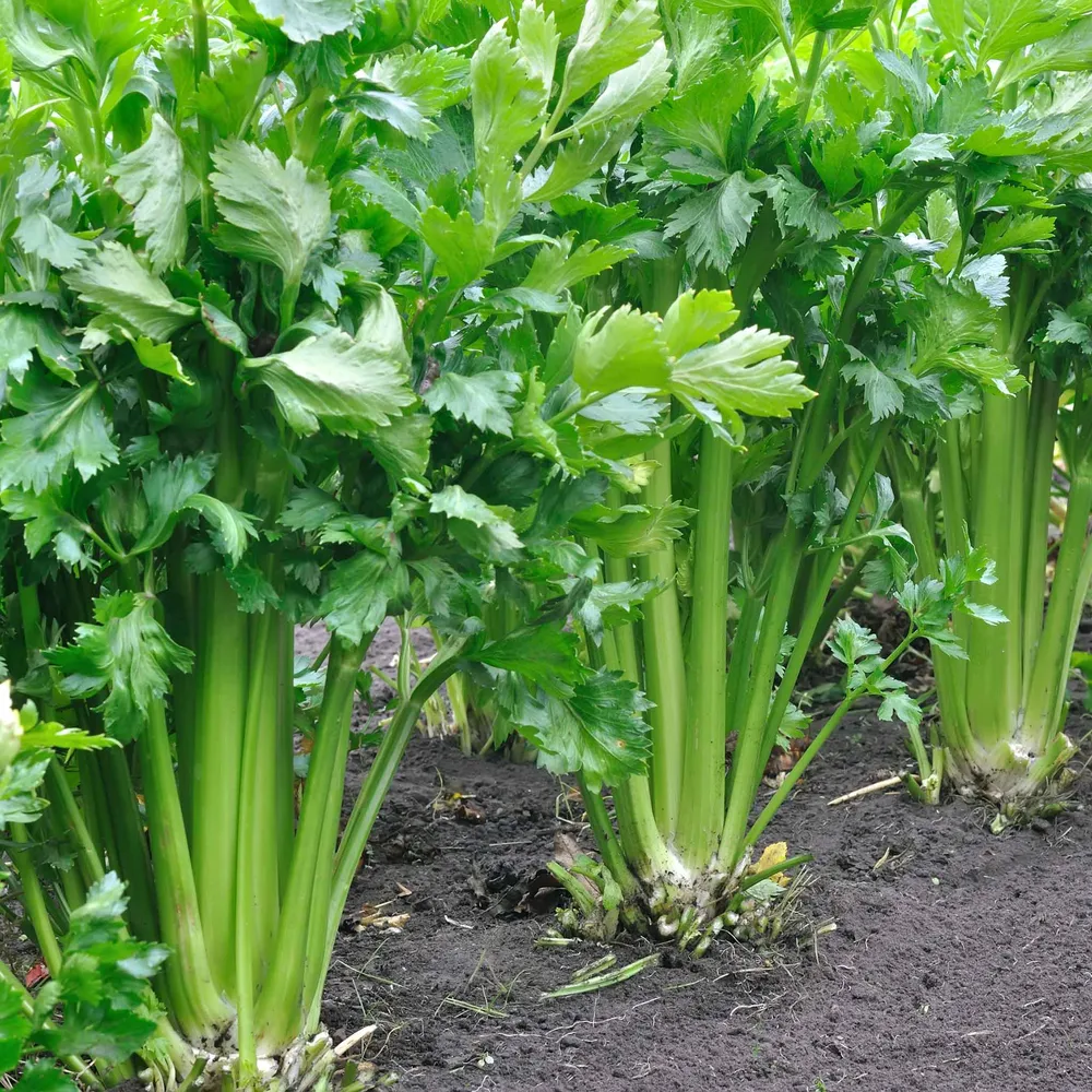 VEGSOW Organic Celery Seeds - Tall Utah Heirloom Variety