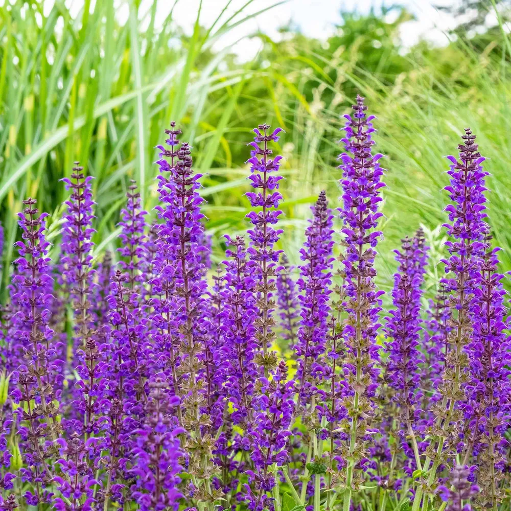 VEGSOW Meadow Sage Seeds (Salvia pratensis) - Perennial Flower Seeds for Pollinator Gardens