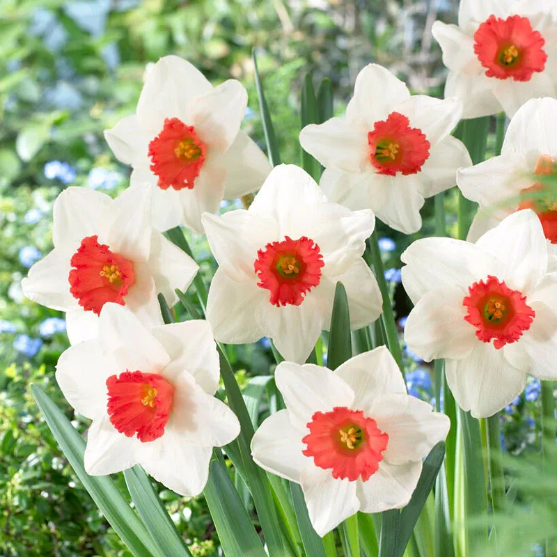 VEGSOW Decoy Daffodil Bulbs - Spring Flowering Perennial Flower Bulbs