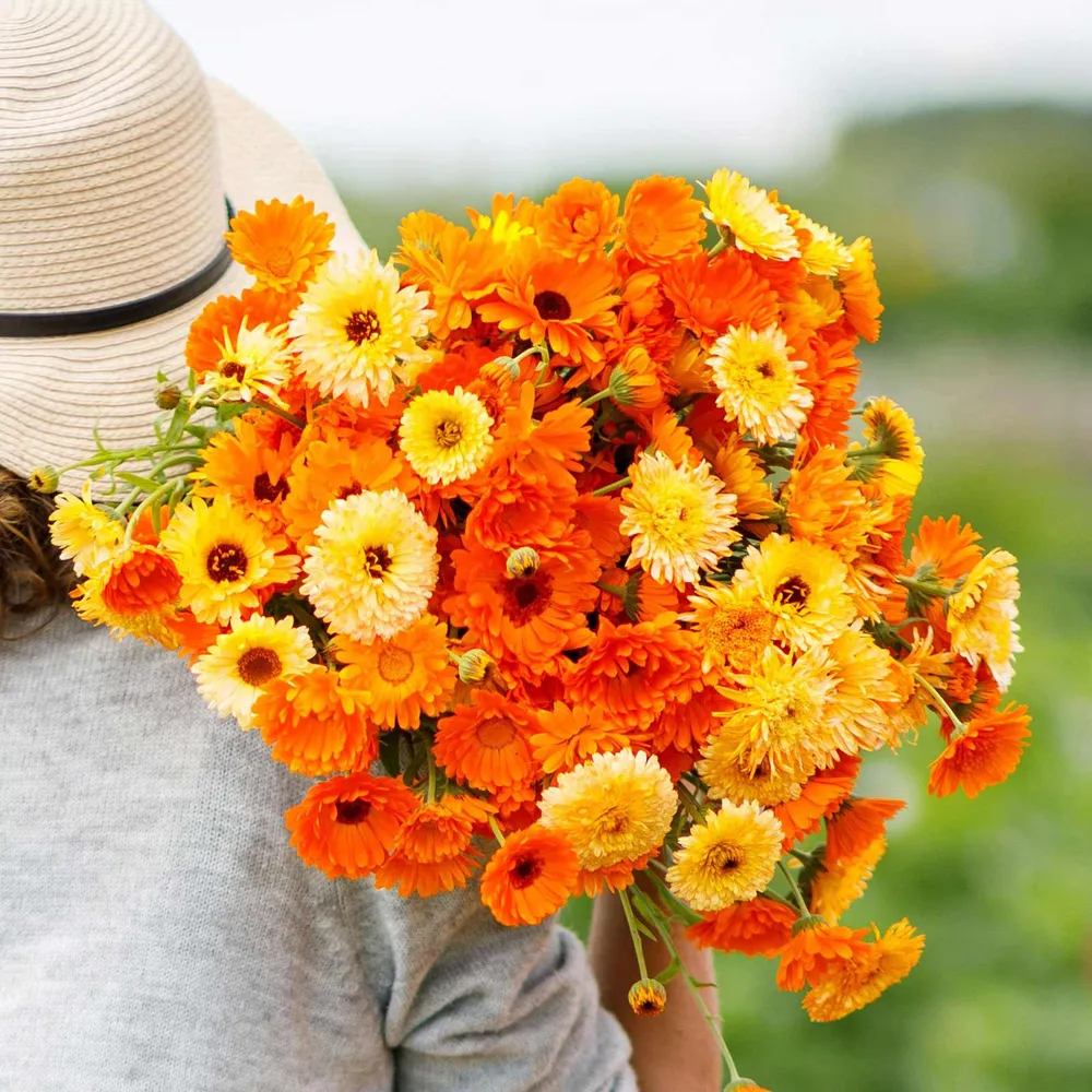 VEGSOW Calendula Seeds - Pacific Beauty Mix Heirloom Flower Seeds