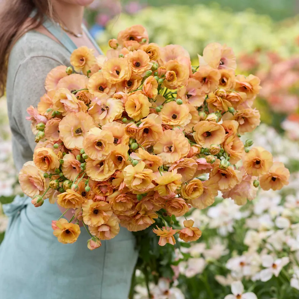 VEGSOW Butterfly Vestalis® Ranunculus Bulbs