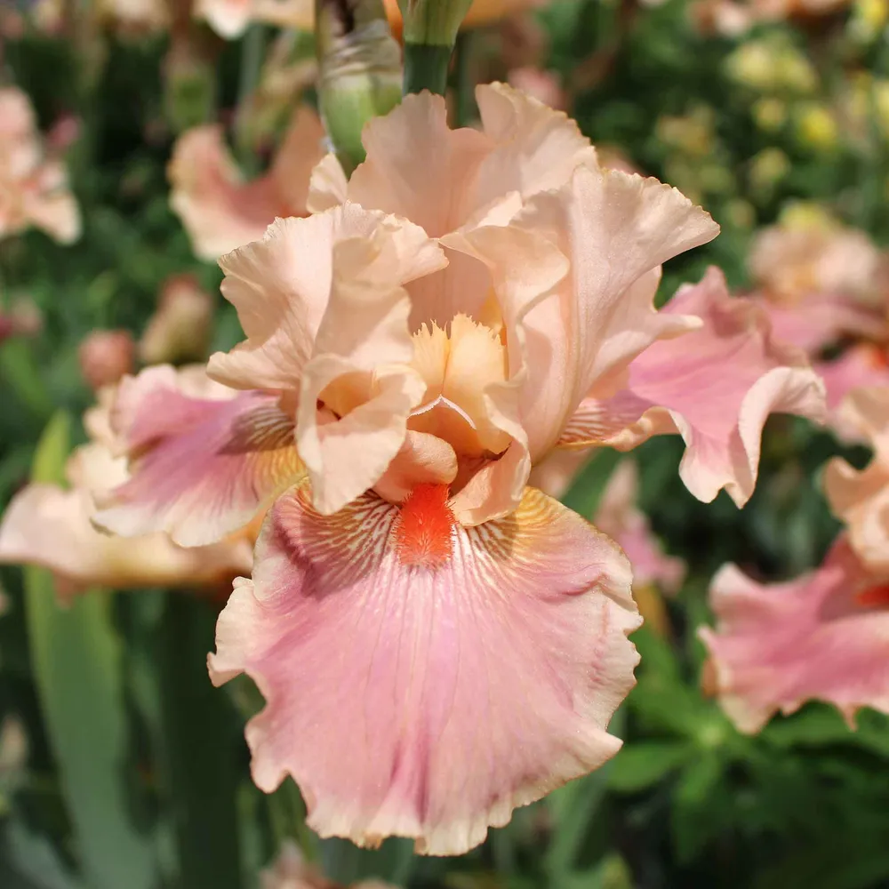 VEGSOW Bearded Iris Bulbs - Entitled Variety