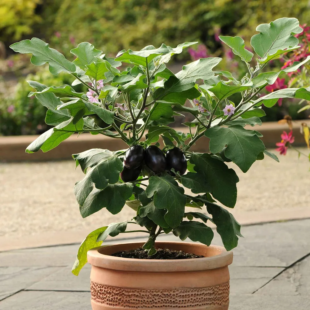 VEGSOW Eggplant Seeds - Patio Baby Variety for Container Gardening