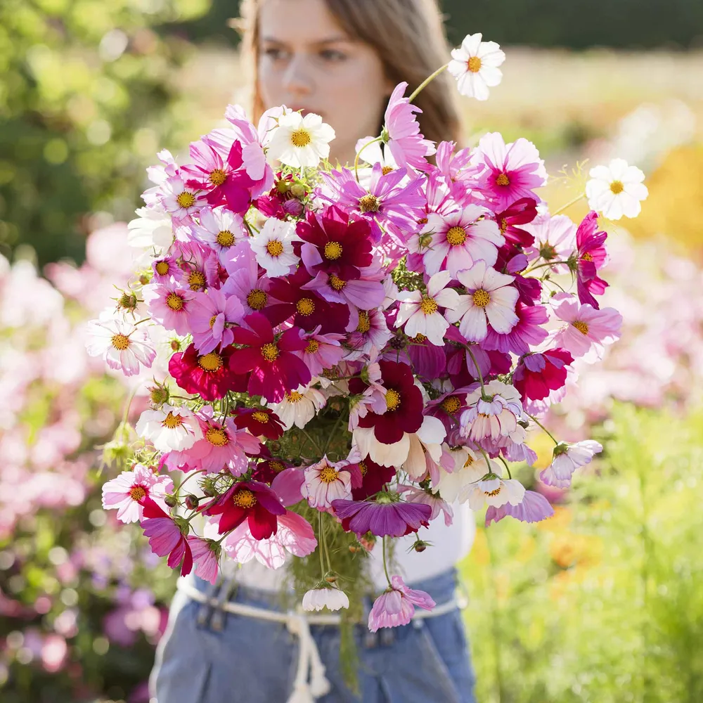VEGSOW Organic Cosmos Seeds - Sensation Mix