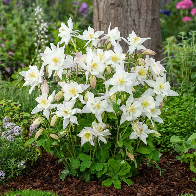 VEGSOW Columbine Seeds - Crystal Star