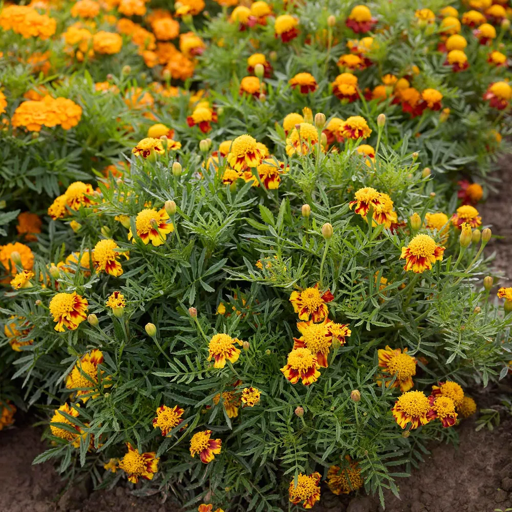 VEGSOW French Marigold Seeds (Dwarf Double) - Orange Flame