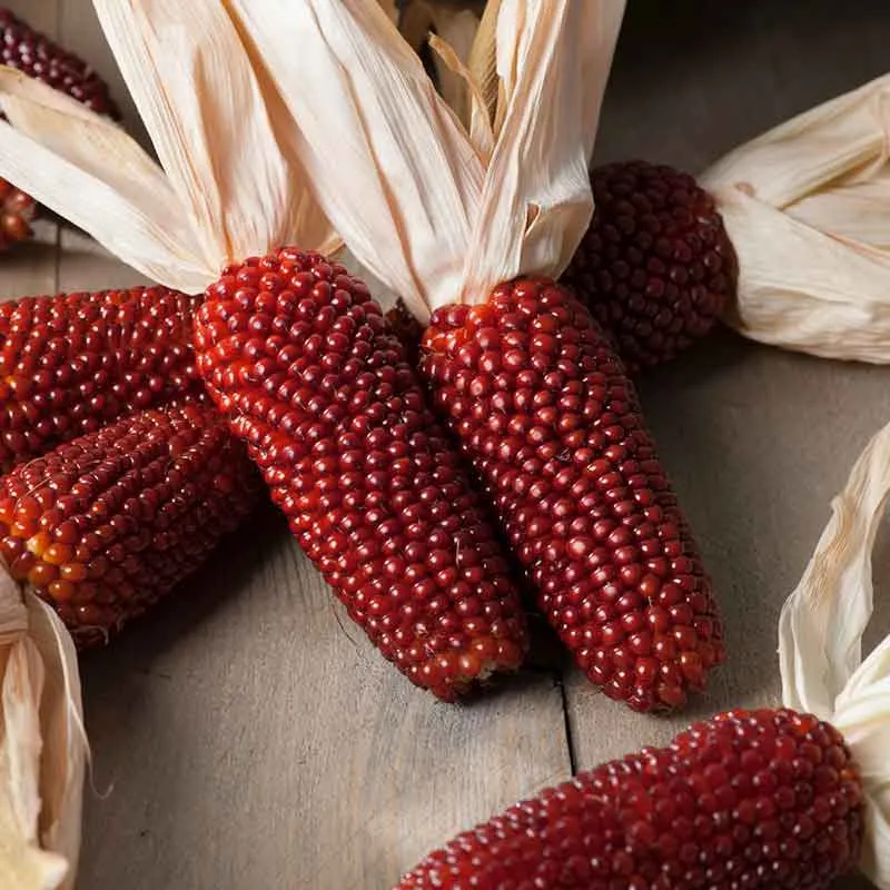 VEGSOW Strawberry Popcorn Seeds - Heirloom Ornamental & Edible Corn