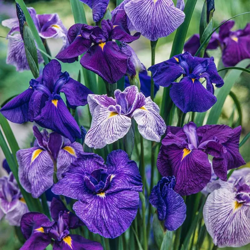 VEGSOW Japanese Iris Roots - Blue Mix Perennial Rhizomes