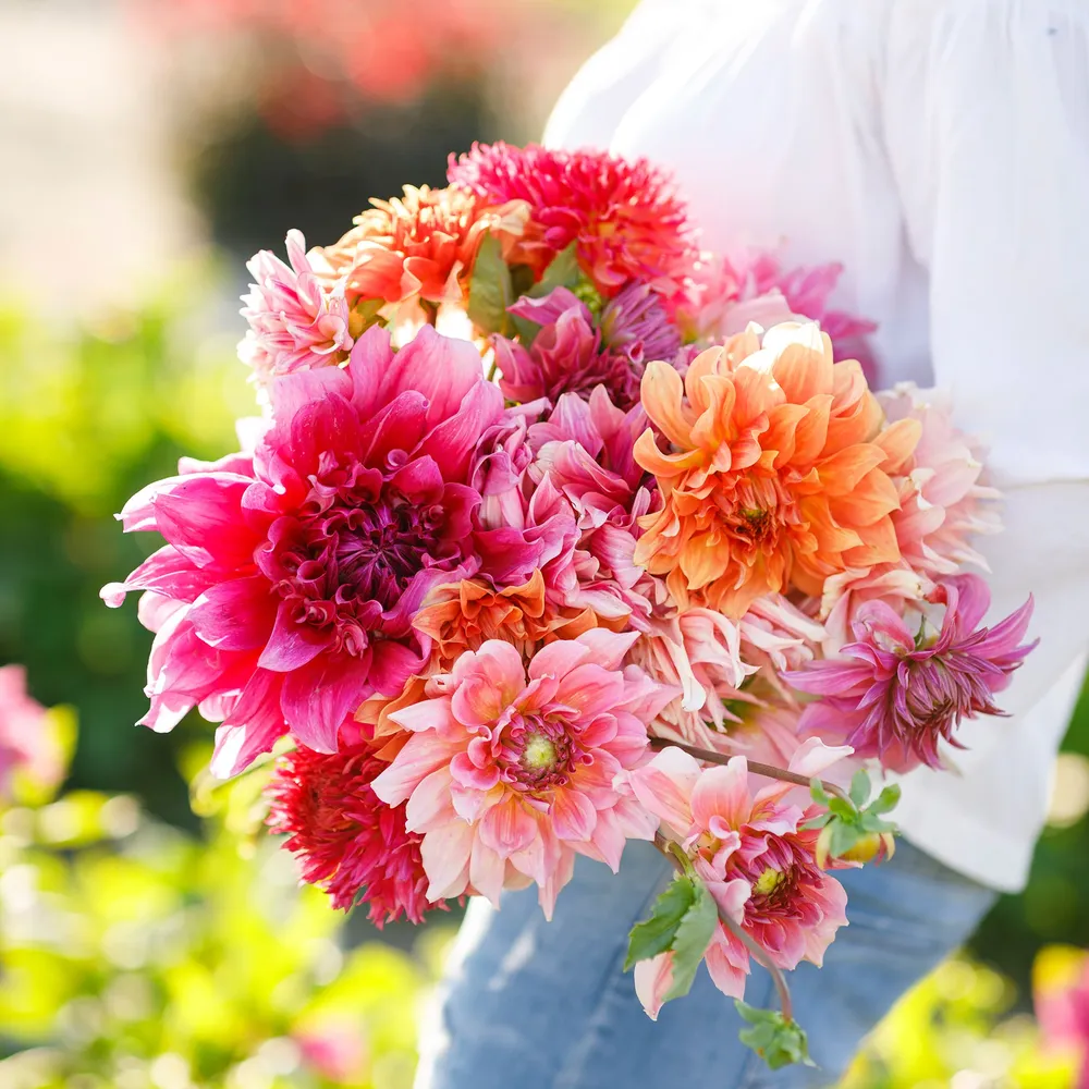 VEGSOW Dinnerplate Dahlia Tubers - Country Fair Mix