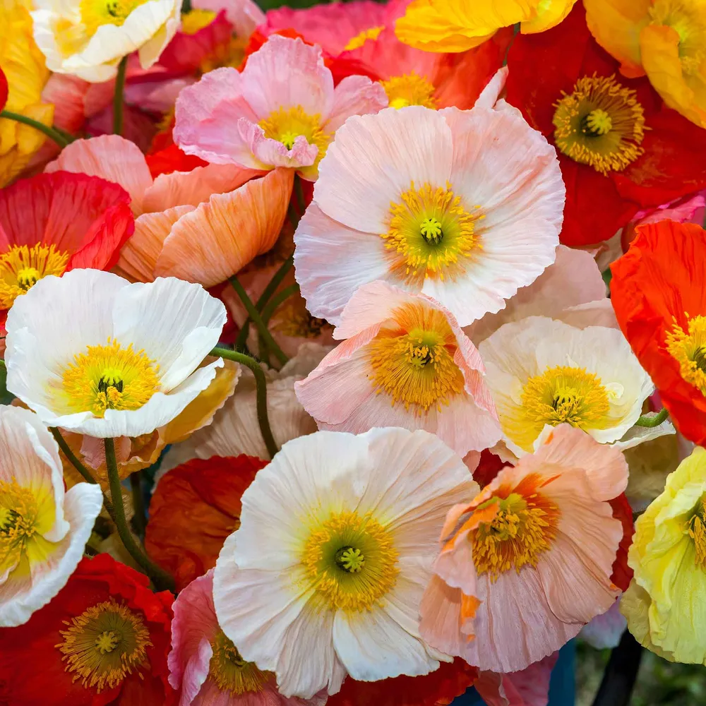 VEGSOW Iceland Poppy Seeds - Champagne Bubbles Mixed