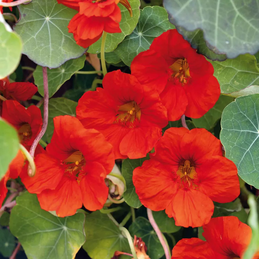 VEGSOW Nasturtium Seeds - Indian Chief Heirloom Flower Seeds