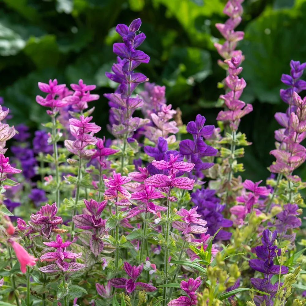 VEGSOW Clary Sage Seeds - Tricolor Mix