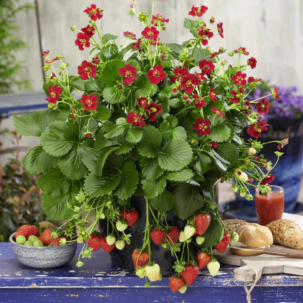 VEGSOW Ruby Ann Strawberry Seeds - High-Yield Garden Seeds for Home Planting