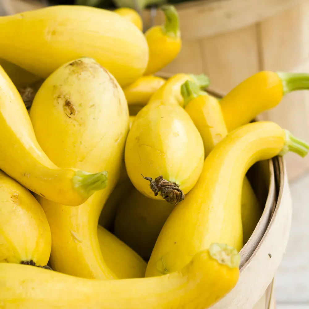 VEGSOW Organic Golden Summer Crookneck Squash Seeds - Heirloom Vegetable Seeds