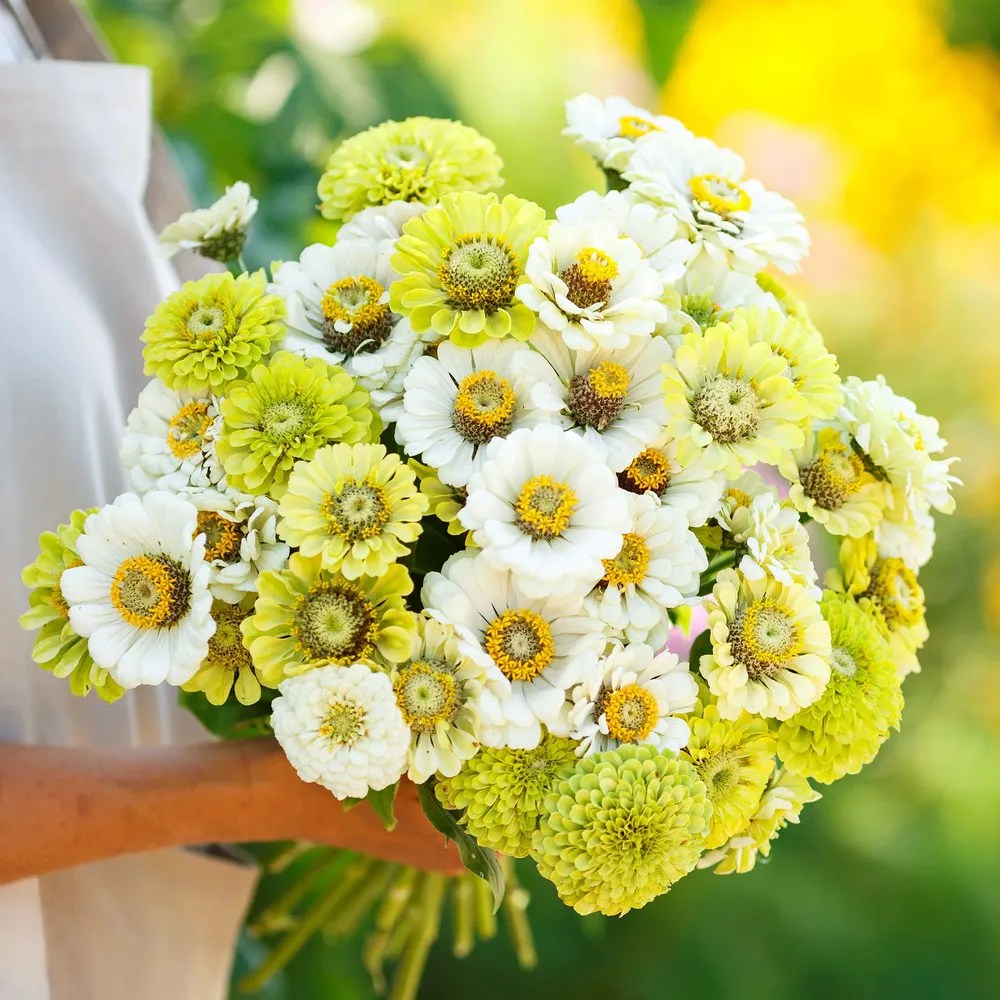 VEGSOW Zinnia Seeds - Fresh Mix