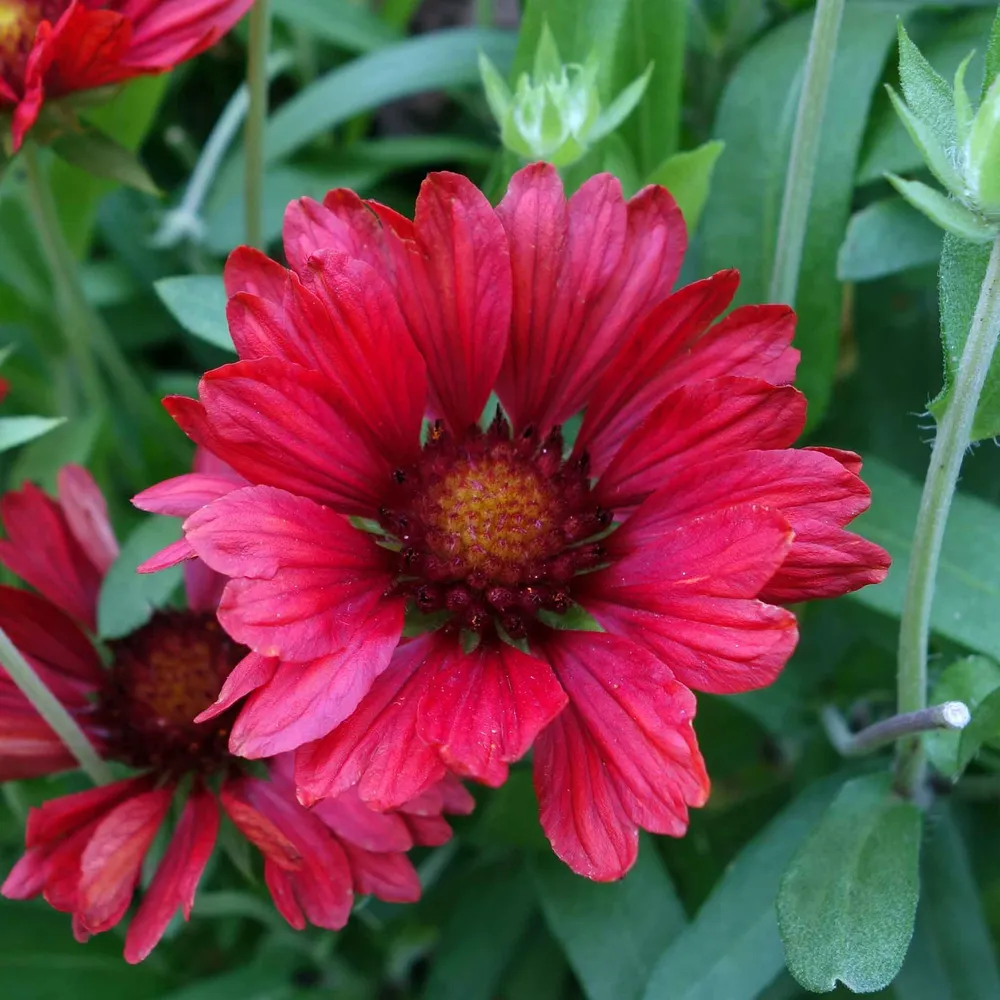 VEGSOW Blanket Flower Seeds - Burgundy Gaillardia Pulchella