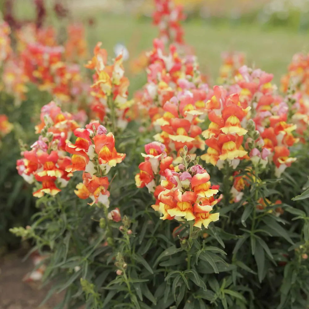 VEGSOW Snapdragon Seeds - Rembrandt Variety