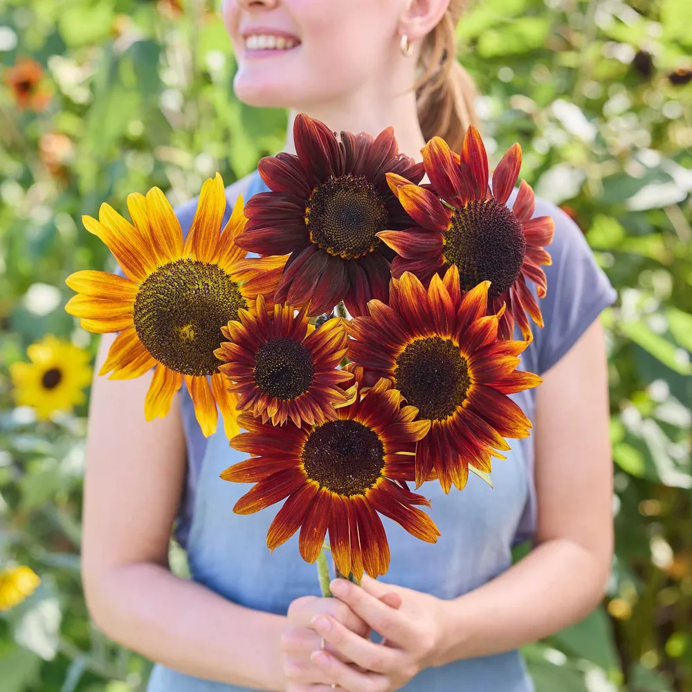 VEGSOW Ruby Sunflower Seeds - Vibrant Red Petal Variety for Home Gardens