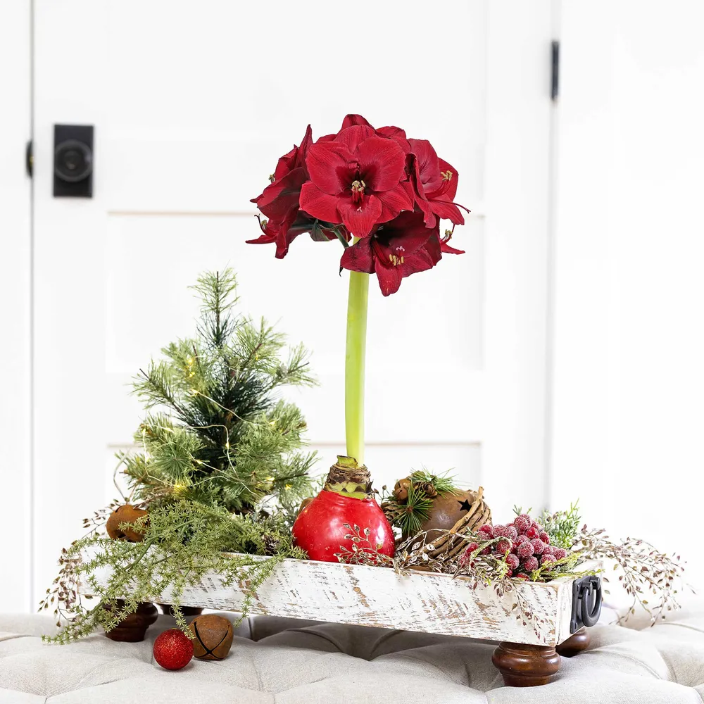 VEGSOW Amaryllis Bulbs - Easy-Care Red Wax with Red Blooms