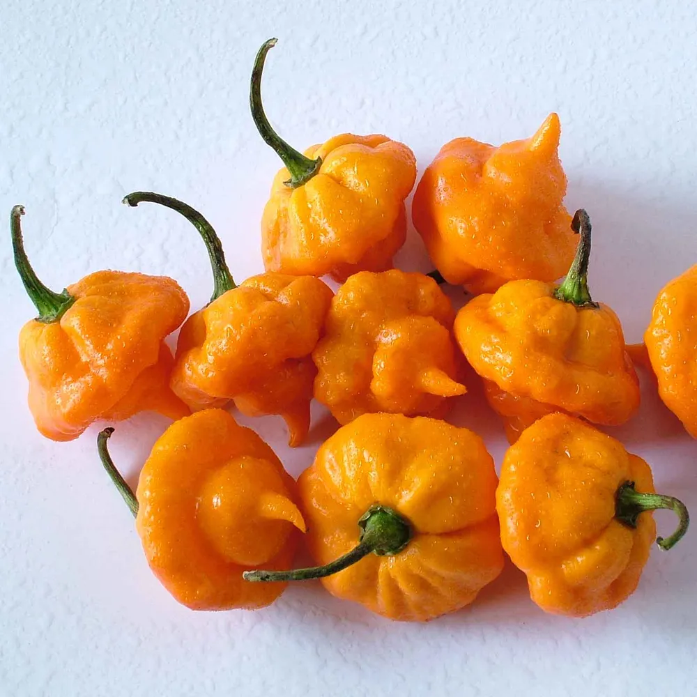 VEGSOW Jamaican Hot Yellow Pepper Seeds - Heirloom Chili Seeds for Home Gardening