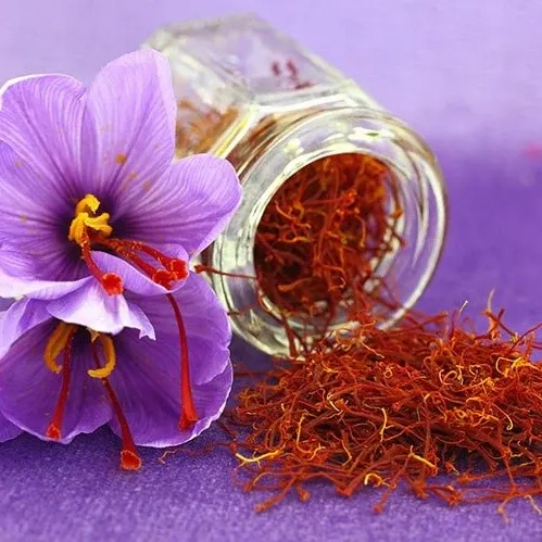 VEGSOW Saffron Crocus Bulbs - Crocus Sativus Fall Planting Corms