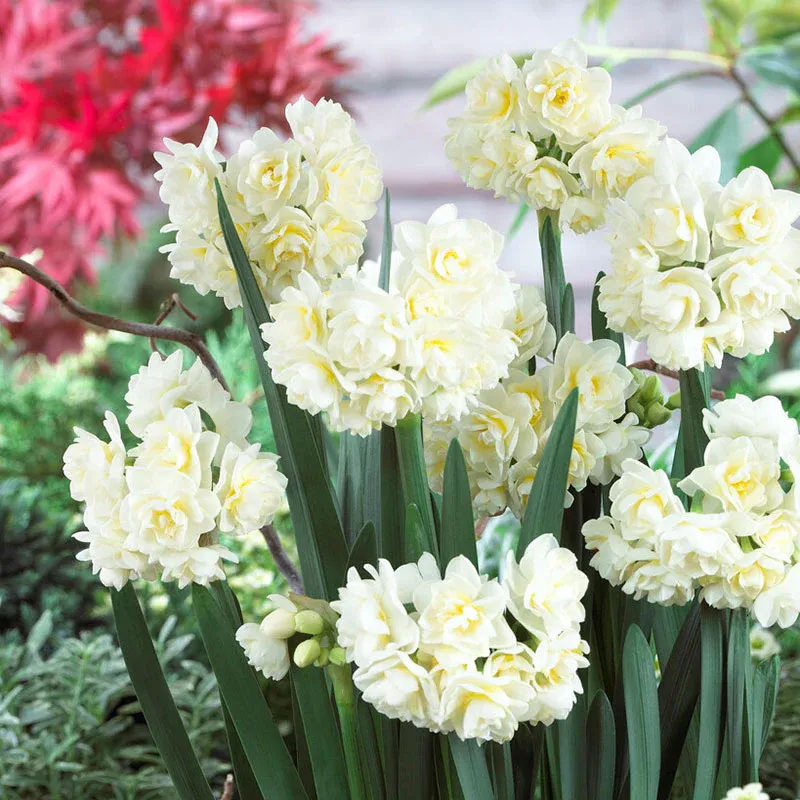 VEGSOW Erlicheer Paperwhite Bulbs - Fragrant Narcissus Tazetta Flower Bulbs