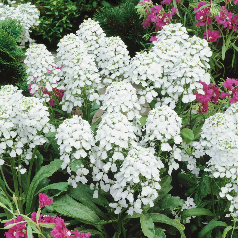 VEGSOW Candytuft Seeds - Empress