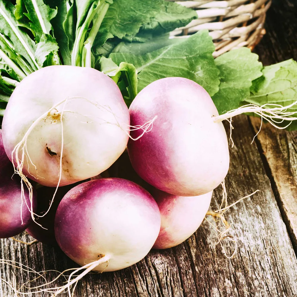 VEGSOW Purple Top White Globe Turnip Seeds - Organic Heirloom Vegetable Seeds