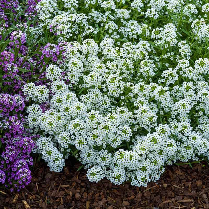 VEGSOW Sweet Alyssum Seeds - Carpet of Snow - Annual Flower Seeds